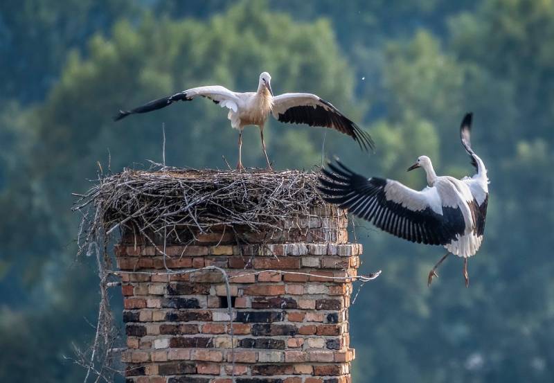 Expert Chimney Animal Removal in Rockwood, MI Professional Chimney Animal Removal Services in Rockwood, Michigan