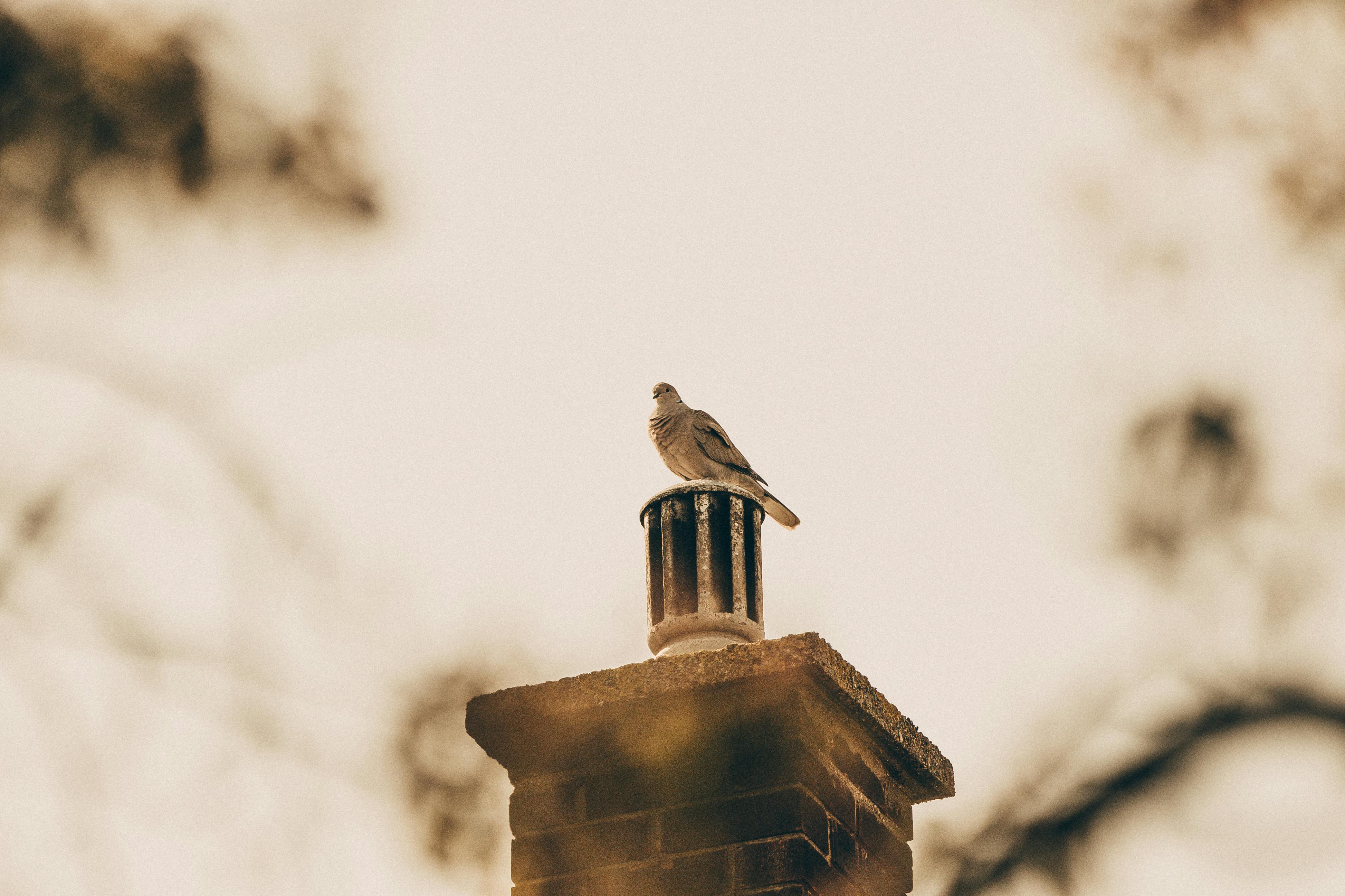 Professional Chimney Cap Installation Services in Rockwood, MI Expert Chimney Cap Installation in Rockwood, Michigan